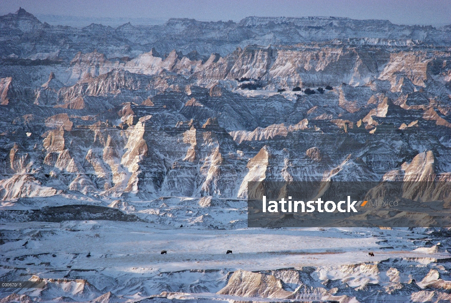 Trío de bisonte americano (bisonte del bisonte) en el Parque Nacional Badlands en invierno, Dakota d