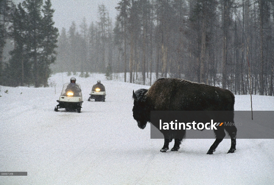 Bisonte americano (Bison bison) y motos de nieve, Parque Nacional de Yellowstone, Wyoming