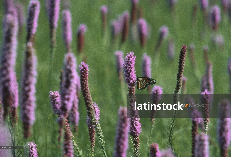 Mariposa monarca (Danaus plexippus) en Thickspike Gayfeather (Liatris pycnostachya) flores en la pra