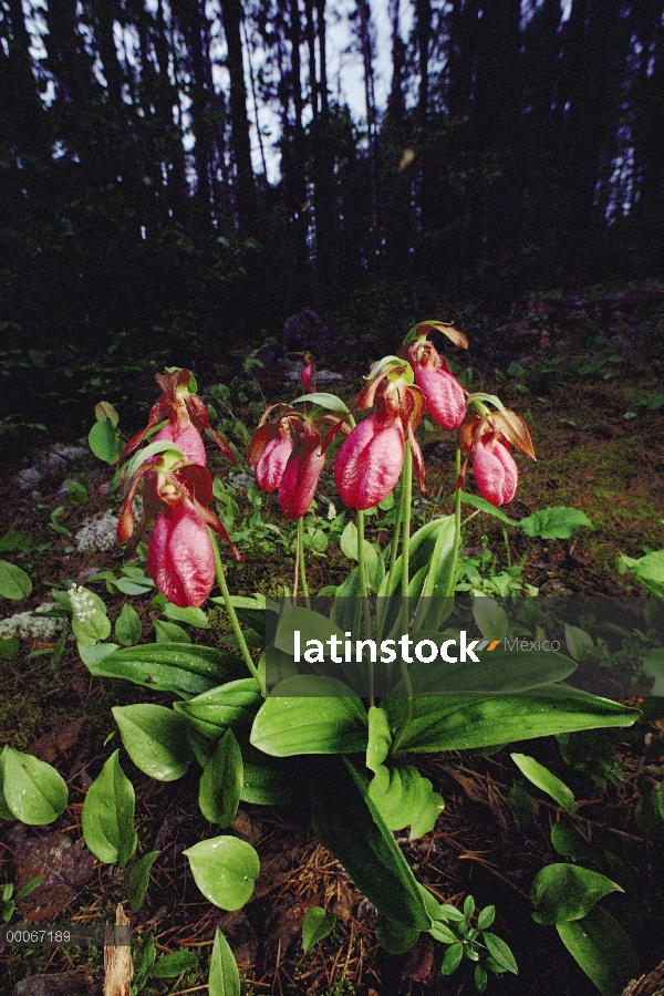 Cluster sin tallo cefalantera longifolia (Cypripedium acaule) orquídeas creciendo en suelo del bosqu