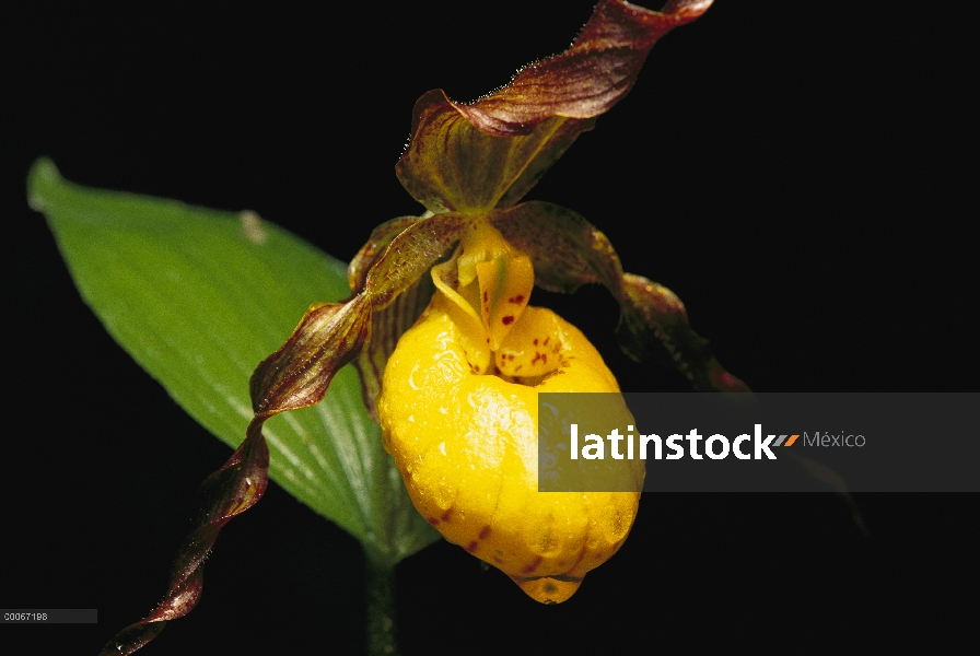 Zapatilla de Dama (Cypripedium franohetii) orquídea después de la lluvia, Minnesota