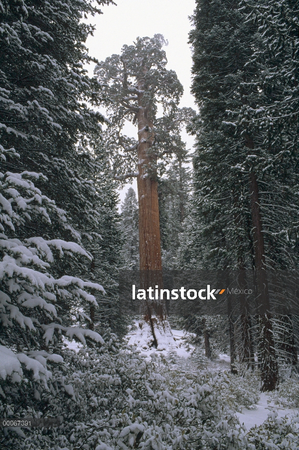 Bosque de la secuoya gigante (Sequoiadendron giganteum) en invierno, Parque Nacional Cañón, Californ