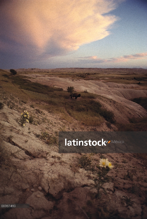 Bisonte americano (Bison bison), Badlands, reserva Ogallala Sioux Pine Ridge, Dakota del sur