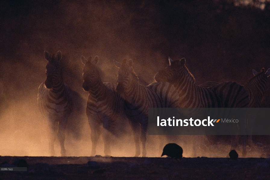 Pie de grupo Zebra (cebra de Equus) de montaña en tormenta de polvo, Parque Nacional de Etosha, Nami