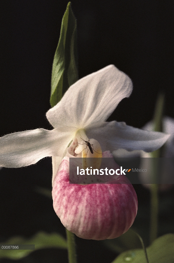 Orquídea llamativa zapatilla de Dama (Cypripedium reginae), Northwoods, Minnesota