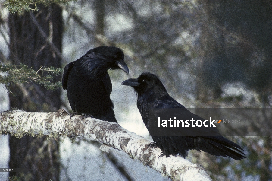 Común par de cuervo (Corvus corax), cortejar, Minnesota