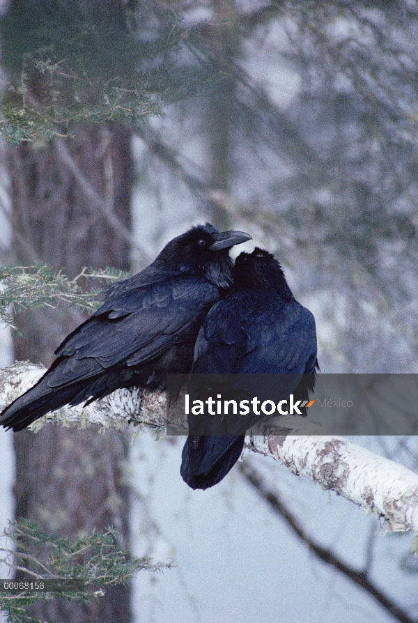 Par de cuervo (Corvus corax) común en nieve, Minnesota