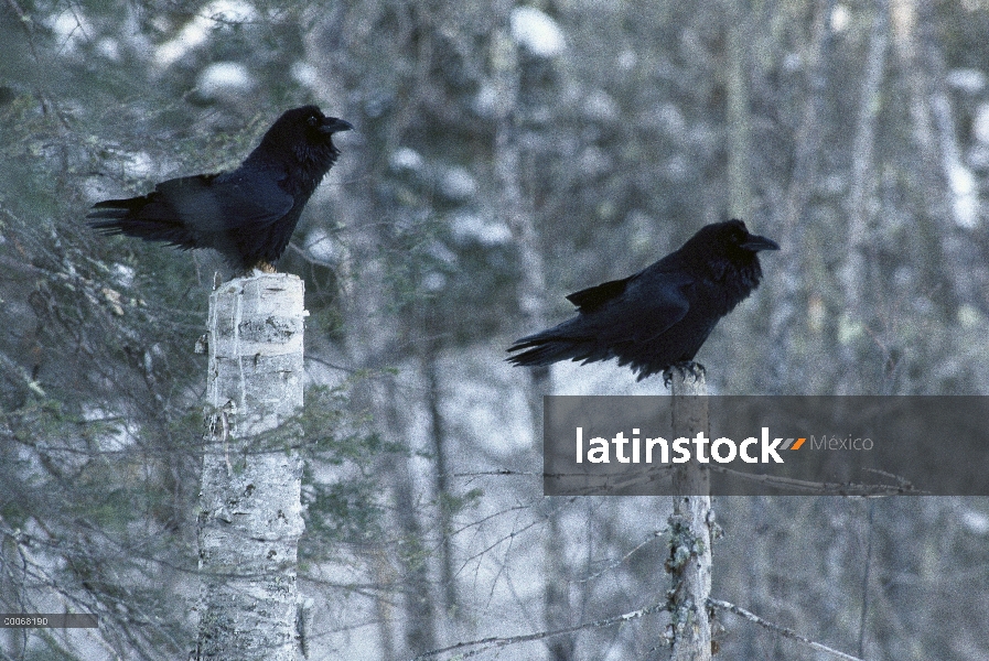 Común par de cuervo (Corvus corax) percha de ganchos en el bosque nevado, Minnesota