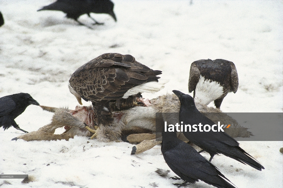 Cuervo (Corvus corax) y el águila calva (Haliaeetus leucocephalus) comunes del grupo alimentación en