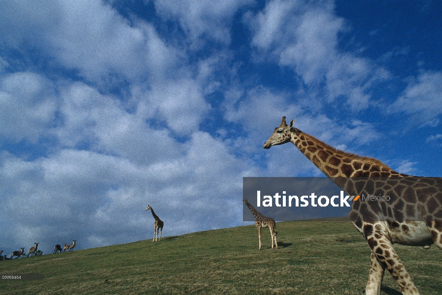 Trio de jirafas (Giraffa sp) en el campo, San Diego Zoo Safari Park, California