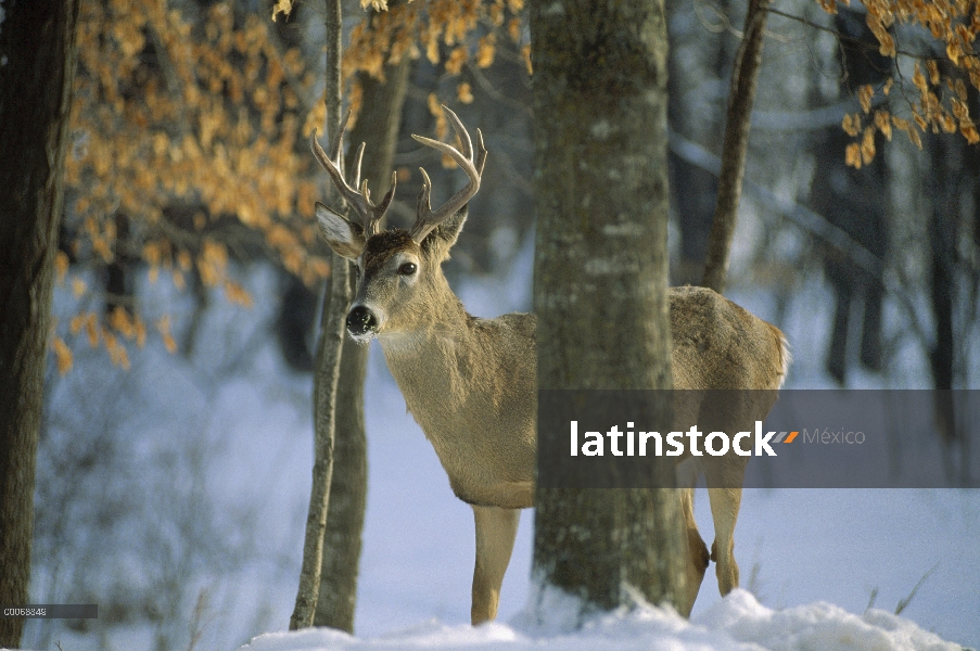 – Venado cola blanca (Odocoileus virginianus) masculino en bosque, Minnesota