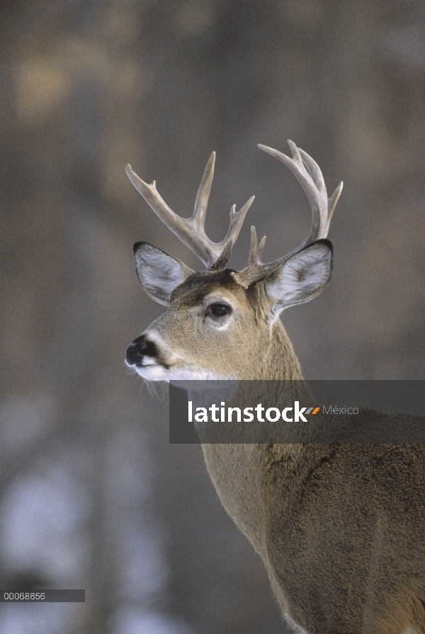 Hombre venado de cola blanca (Odocoileus virginianus), Minnesota