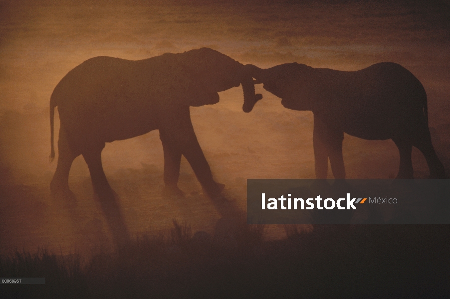 Par de elefante africano (Loxodonta africana) combate al atardecer, Namibia