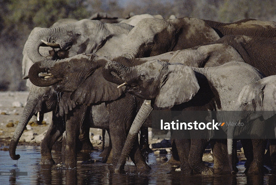 Grupo elefante africano (Loxodonta africana) bebiendo agua, África