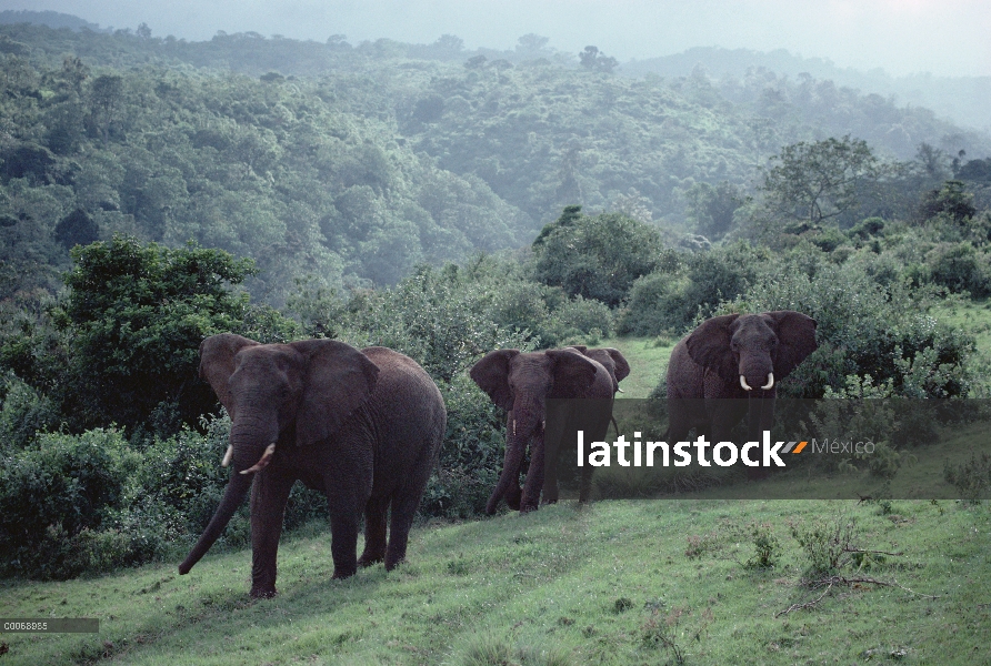 Grupo elefante africano (Loxodonta africana) de bosque, Parque Nacional de Aberdare, Kenia