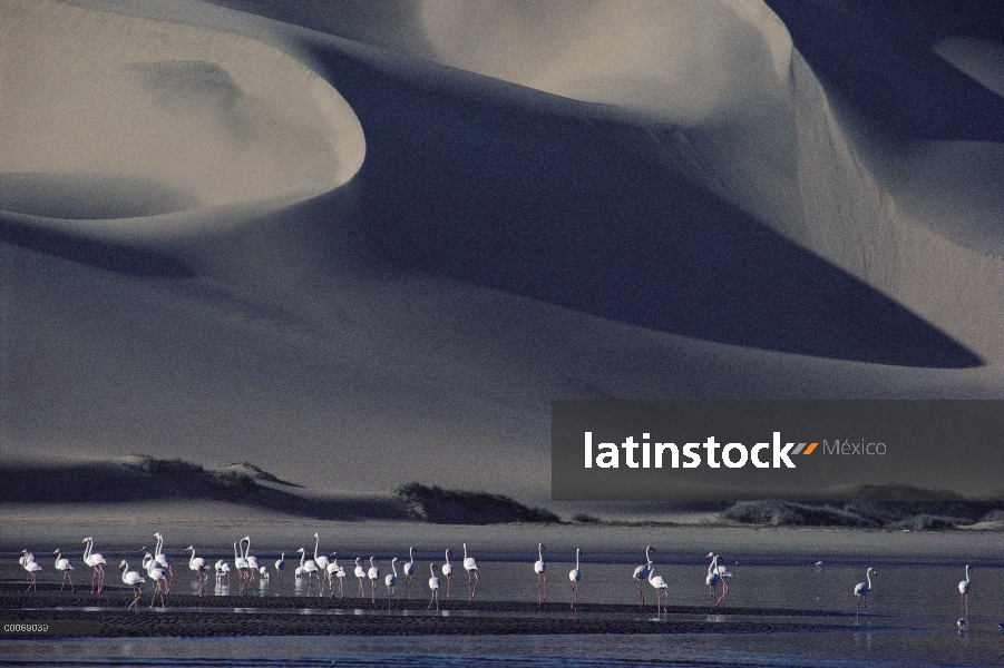 Flamenco (Phoenicopterus ruber) de la multitud en la laguna en la base de las dunas de arena, desier