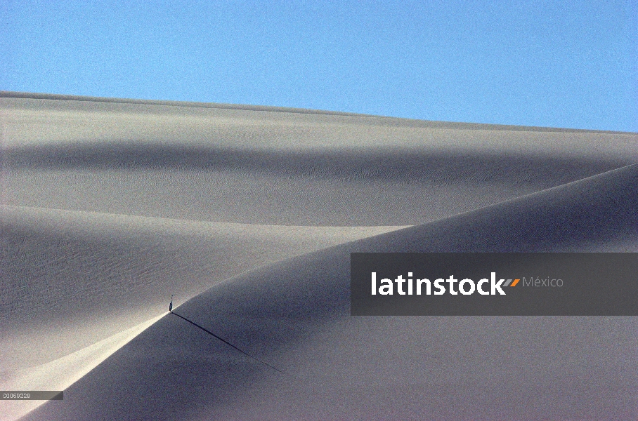 Garzas (Ardeidae) en duna, desierto de Namib, Namibia