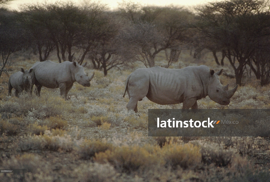 Trío de rinoceronte blanco (simum de Ceratotherium), Namibia