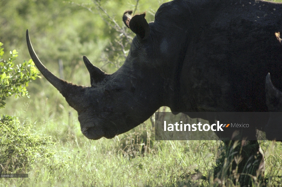 Retrato de rinoceronte blanco (simum de Ceratotherium), Natal, South Africa