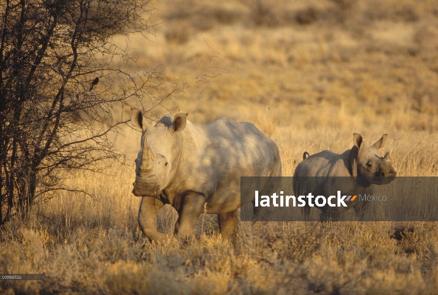 Rinoceronte blanco (simum de Ceratotherium) madre y joven, Namibia