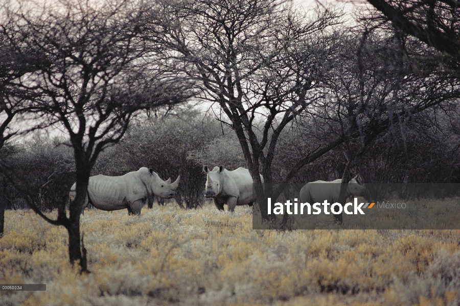 Trío de rinoceronte blanco (simum de Ceratotherium) de pie entre los árboles, Namibia