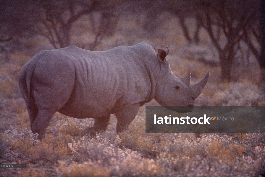 Retrato de rinoceronte blanco (simum de Ceratotherium), Namibia