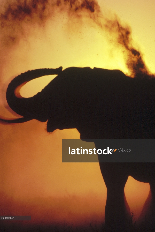 Elefante africano (Loxodonta africana) tomar un baño de polvo, Parque Nacional de Etosha, Namibia