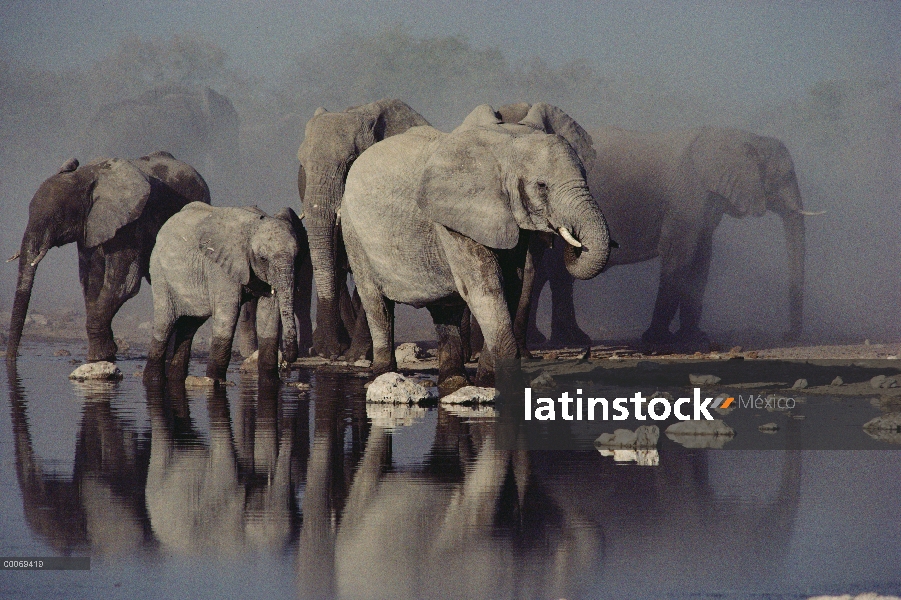 Manada de elefantes africanos (Loxodonta africana) en la charca, Parque Nacional de Etosha, Namibia