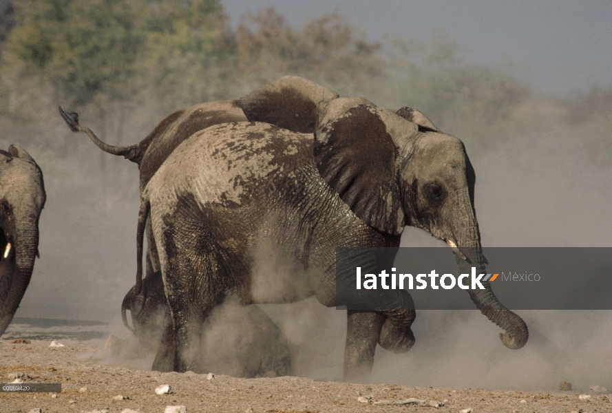 Grupo elefante africano (Loxodonta africana) tomar baño de polvo, Parque Nacional de Etosha, Namibia