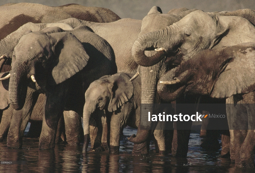 Manada de elefantes africanos (Loxodonta africana) bebiendo en el abrevadero, Parque Nacional de Eto