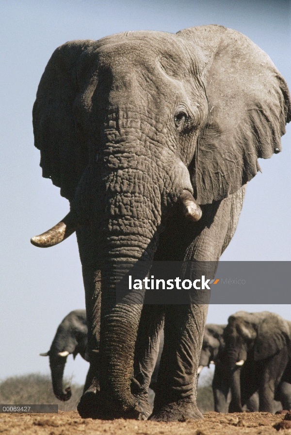 Hombre elefante africano (Loxodonta africana), Namibia