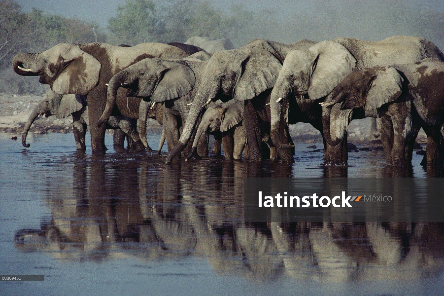 Manada de elefantes africanos (Loxodonta africana) bebiendo en el abrevadero, Parque Nacional de Eto