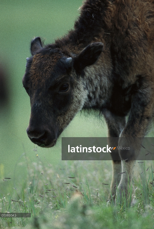 Ternero de bisonte americano (bisonte del bisonte) en la pradera de tallgrass, Dakota del sur