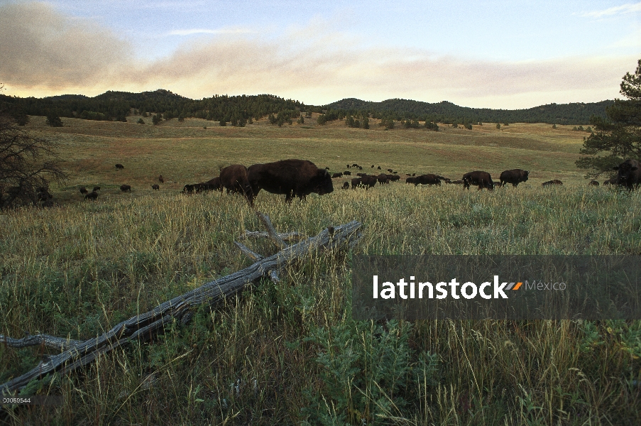 Manada de bisonte americano (bisonte del bisonte) en pradera, Dakota del sur