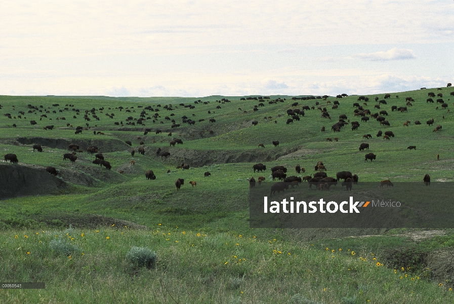 Manada de bisonte americano (Bison bison) de adultos y terneros en pradera de tallgrass, Dakota del 