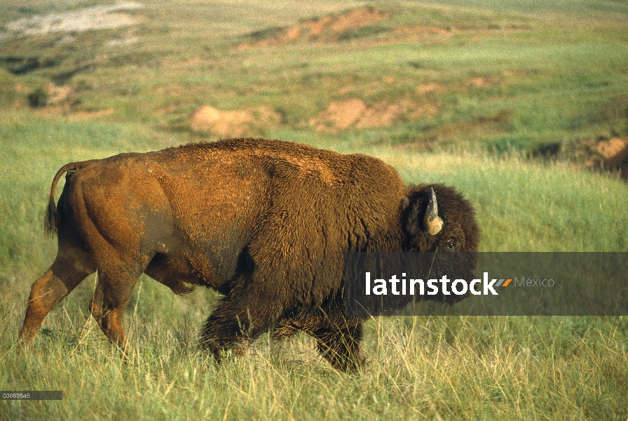 Macho de bisonte americano (bisonte del bisonte) caminando por la pradera de tallgrass, Dakota del s