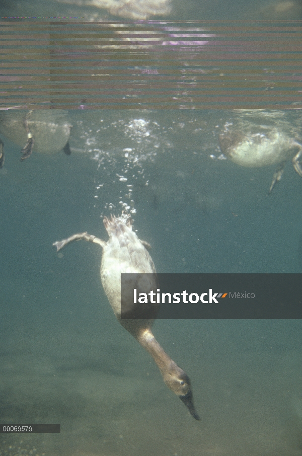 Pato Canvasback (Aythya valisineria) buceo bajo el agua en busca de alimento, América del norte