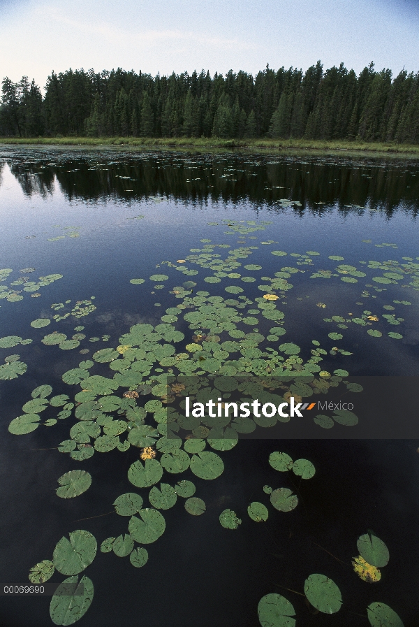 Cojines del lirio, límite aguas canoa zona desierto, Northwoods, Minnesota