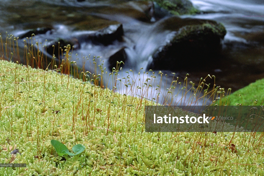 Musgo con emergentes sporophytes, Minnesota