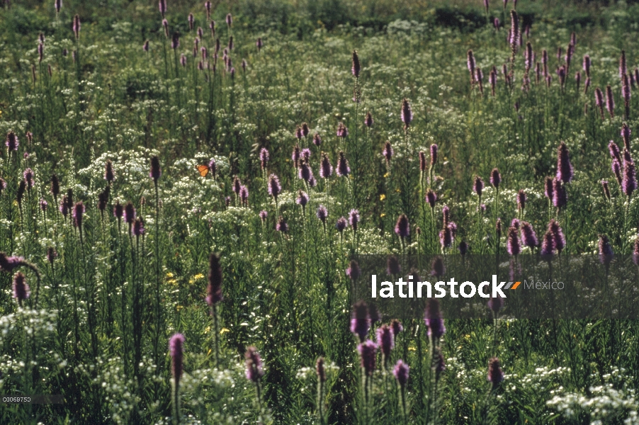 Mariposa monarca (Danaus plexippus) en flor de Thickspike Gayfeather (Liatris pycnostachya) en tallg