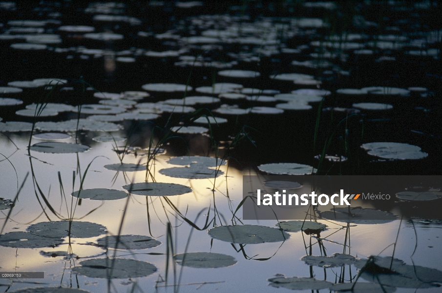 Lirio de agua (Nymphaea sp) se agrupan en estanque, Minnesota norteño