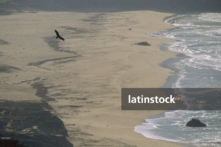 Zopilote Cabecirrojo (Cathartes aura) volando sobre el Parque Estatal de Pfeiffer, Big Sur, Californ