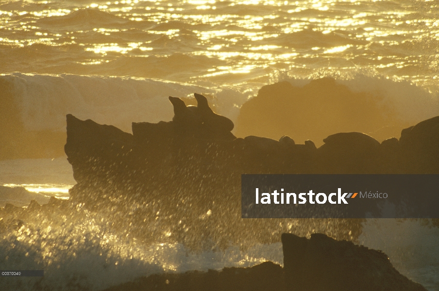 Par de leones marinos de California (Zalophus californianus) en la costa rocosa, reserva estatal de 