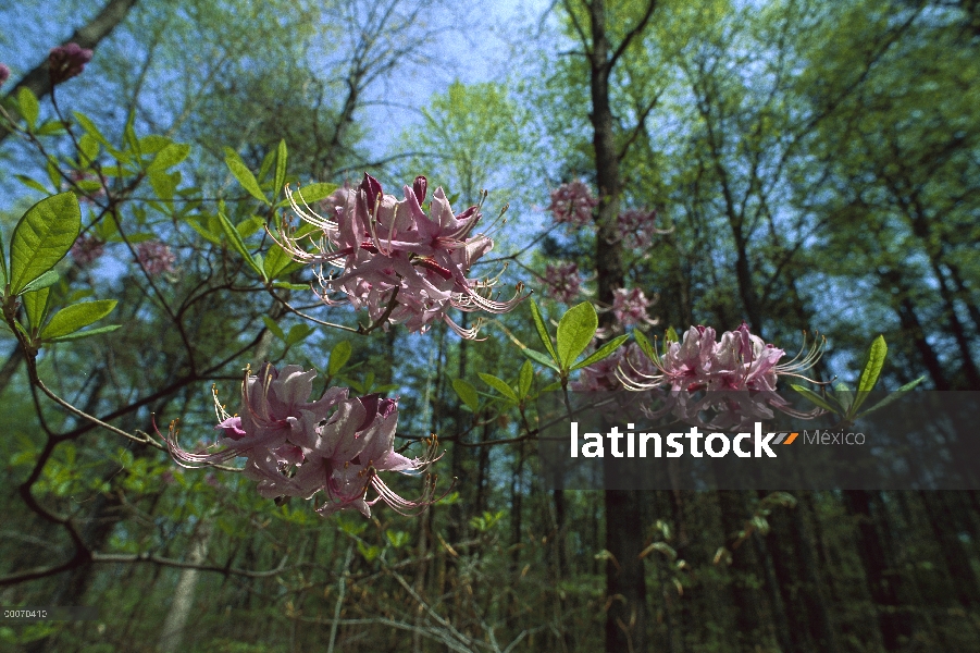 Flores de rododendro (Rhododendron sp), Parque nacional Great Smoky, Carolina del norte