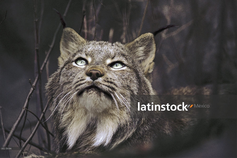 Lince del Canadá (Lynx canadensis) mirando hacia arriba, Northwoods, Minnesota