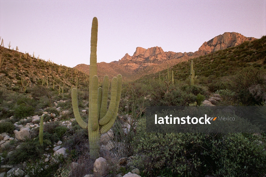 Cactus Saguaro (Carnegiea gigantea) al amanecer, órgano de la pipa Cactus monumento nacional, Arizon