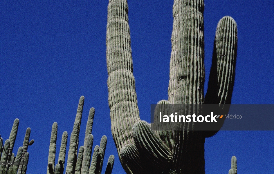 Cactus Saguaro (Carnegiea gigantea), órgano de la pipa Cactus monumento nacional, Arizona