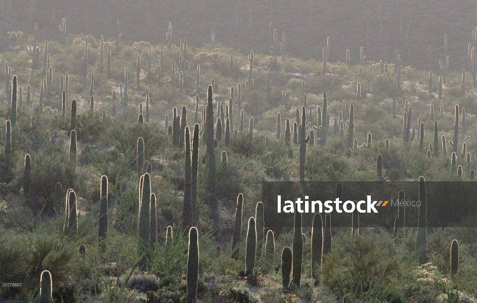 Cactus Saguaro (Carnegiea gigantea), órgano de la pipa Cactus monumento nacional, Arizona