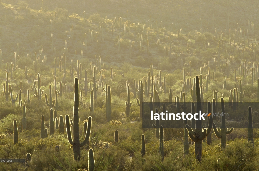 Cactus Saguaro (Carnegiea gigantea), campo, órgano Pipe Cactus National Monument, Arizona