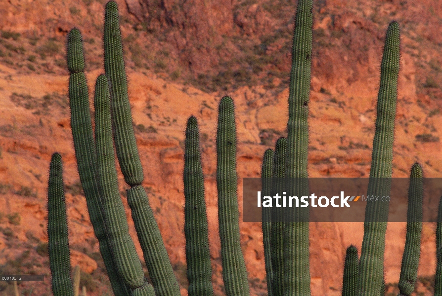 Cactus Saguaro (Carnegiea gigantea), órgano de la pipa Cactus monumento nacional, Arizona